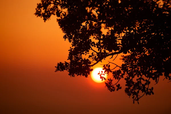 Pôr do sol e a silhueta de uma árvore, um belo fundo — Fotografia de Stock