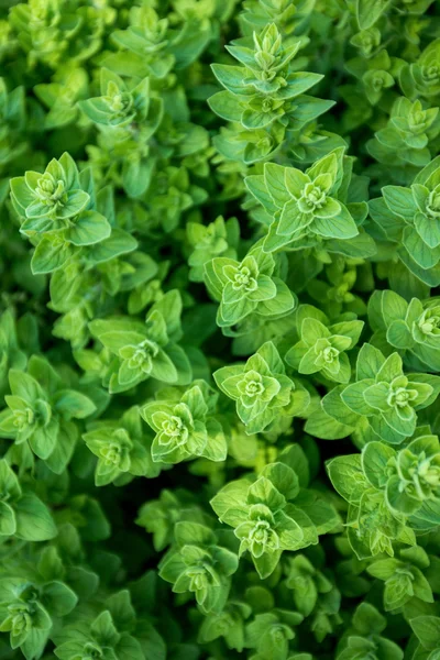 Green oregano, wild marjoram — Stock Photo, Image