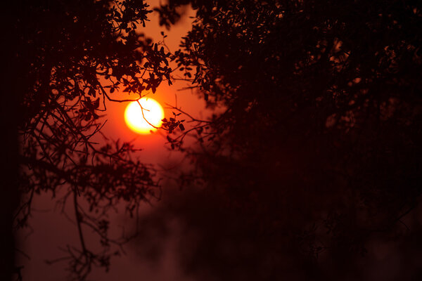 Red sunset on the coast of the Mediterranean sea through the branches of trees