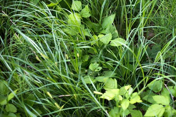 Tall grass, Green leaf — Stock Photo, Image