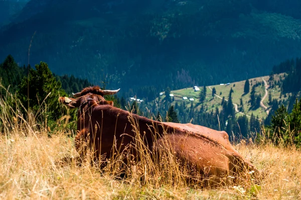 Mucca e montagna — Foto Stock