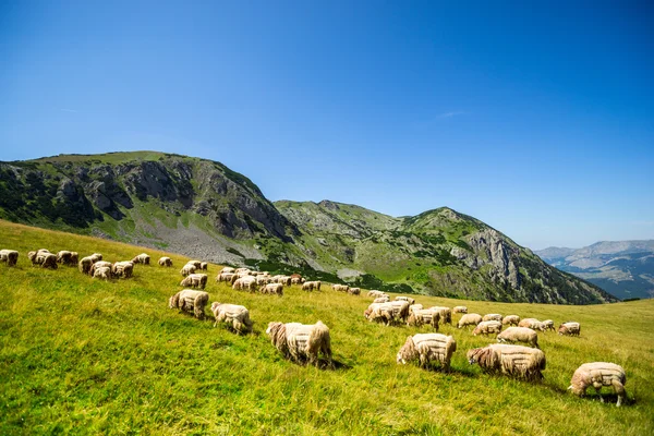 Sheep in the green hills of the mountains — Stock Photo, Image