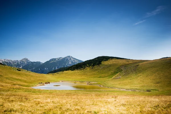 Landscape of a mountain lake and animals around him — Stock Photo, Image