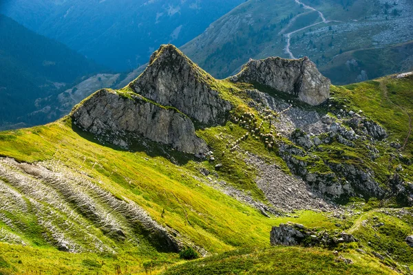 Овцы в зеленых холмах гор — стоковое фото