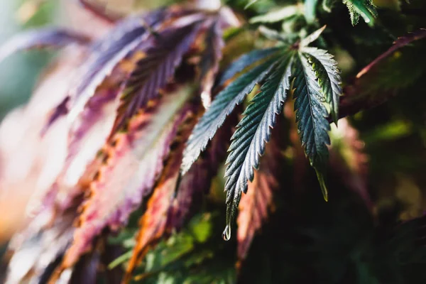 Cannabis Und Marihuana Heilpflanzenfarm — Stockfoto