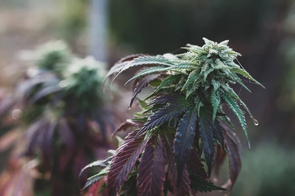 Cannabis Auf Der Farm Aus Nächster Nähe — Stockfoto