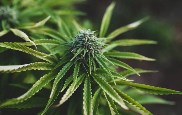 Cultivo Cannabis Uma Fazenda América Canadá Cannabis Medicinal Botões Perto — Fotografia de Stock