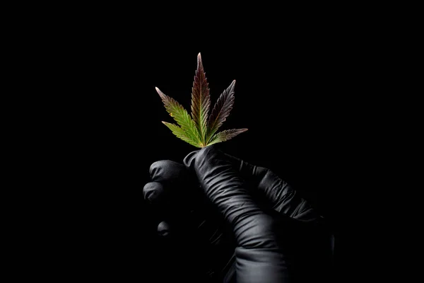 cannabis leaves medical cannabis on a black background, a hand in a medical black glove held a marijuana leaf