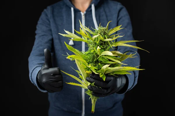 Rekreační Marihuana Rukou Lékařské Konopí Popularizace Rostlin Světě — Stock fotografie