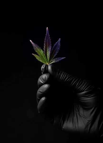 Marihuanový List Černém Pozadí Lékařské Konopí — Stock fotografie