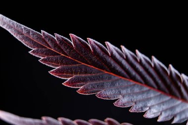 Esrar yaprağı siyah arka plan makro dispanser üzerinde mor yaprak