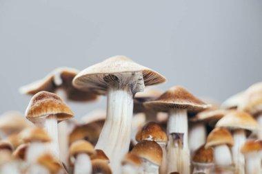 Psilosibe Küba mantarı yetiştiriyor.