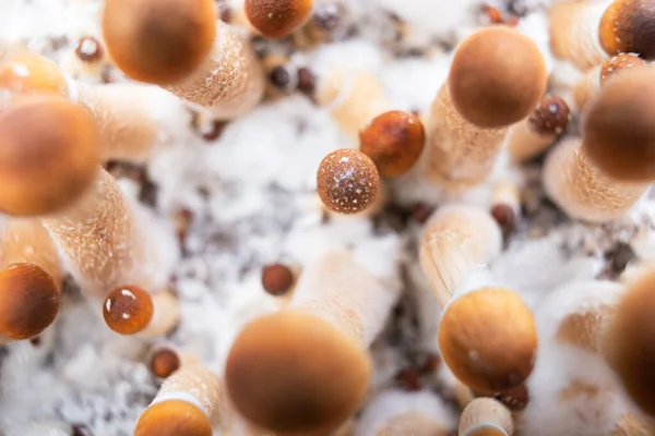 神奇蘑菇Psilocybe Cubensis — 图库照片