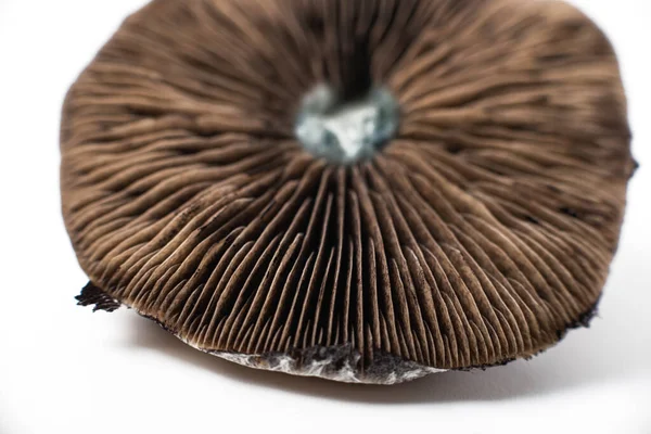 Halluzinogen Psilocin Aus Pilzen Pilzkappe Psilocybe Cubensis — Stockfoto