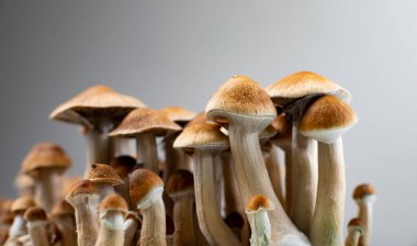 Halüsinojenik mantarlar. Psilosibe yasallaştırma. Güzel, sihirli psikedelik. 