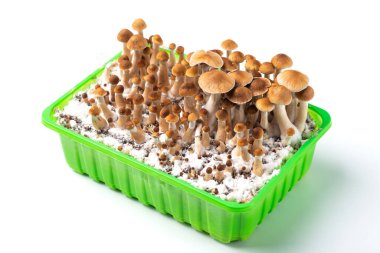 Mantar kapaklarının arka planı psikedelik sihirli Psilocybin mantarları