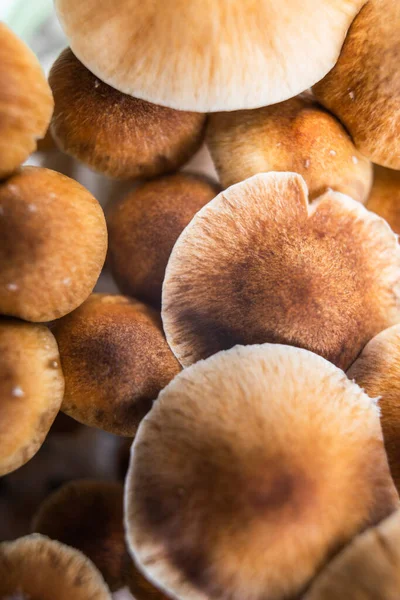 Odling Hallucinogena Svampar Psilocybe Cubensis — Stockfoto