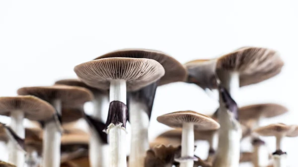 Hintergrund Der Pilzköpfe Psychedelische Magie Psilocybin Pilze — Stockfoto