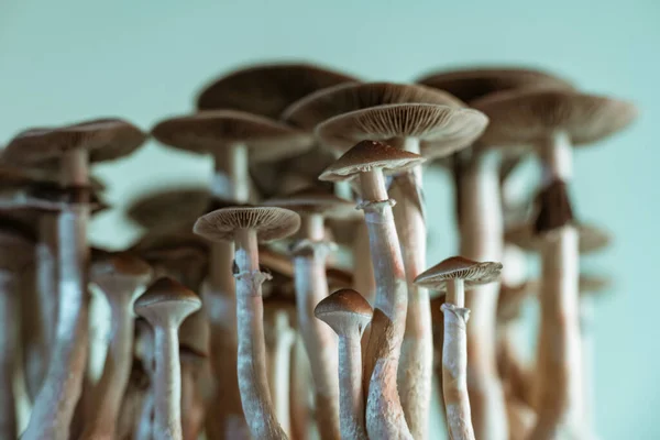 Psilocybin mushrooms, known as magic mushrooms or shrooms, polyphyletic, group of fungi that contain psilocybin and psilocin