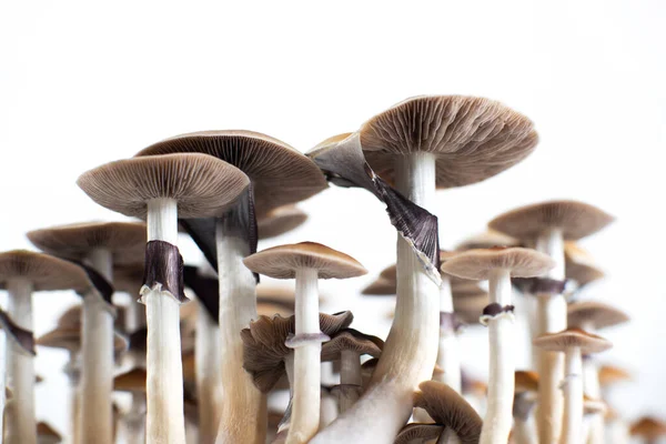 Mushrooms Psychedelic Magic Mushrooms Containing Psilocybin Psilocybe Cubensis — Stock Photo, Image