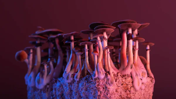 psychedelic mushrooms Psilocybe Cubensis
