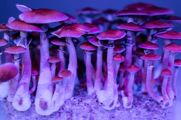 psychedelic magic mushrooms grown under the lamp glow hallucinogen psilocybe cubensis