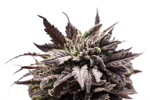 Ogräs Medicinsk Cannabis Marijuana Knoppar Vit Bakgrund — Stockfoto