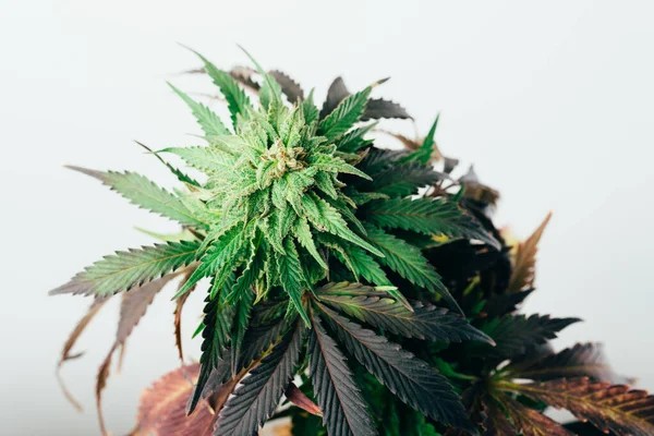 Cannabis Hibrid Indica Sativa Orvosi Növények Marihuána Farm Amerikában — Stock Fotó