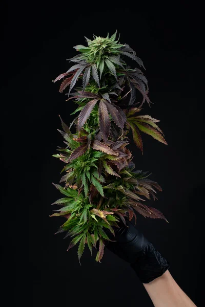 cannabis branch on black background, medical marijuana with beautiful leaves and buds in hand with glove