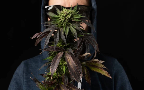 Marihuána Kannabisz Orvoslás Reform Legalizáció Termesztés Amerikában Világon — Stock Fotó