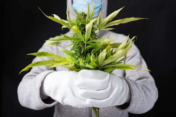 Cannabis Medicine Medicine Plant Hands Doctor Modern Approach — Stock Photo, Image