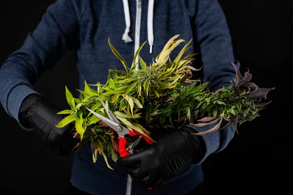 Konopí Sklízení Nůžky Ořezávání Lékařské Marihuany Větve — Stock fotografie