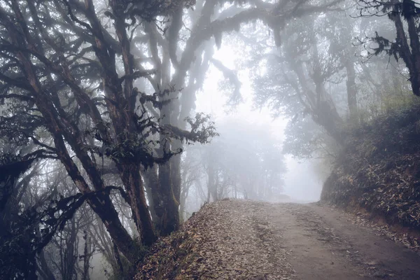 山林背景下的雾气森林景观 — 图库照片