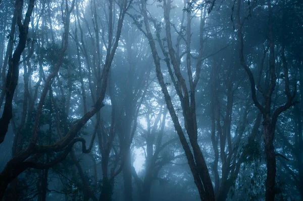 Landskap Natur Mörk Dimma Dimmig Skog — Stockfoto