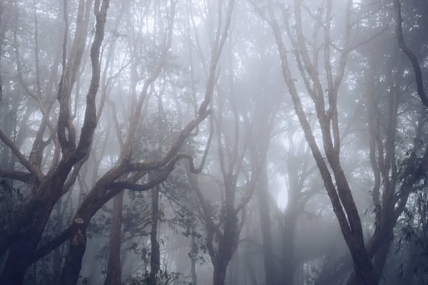 山の中の霧深い森の美しい風景 — ストック写真
