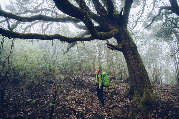 背包徒步旅行和步行 森林和雾的户外活动 — 图库照片