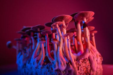 legalize psilocybin hallucinogenic mushrooms Psilocybe Cubensis clipart