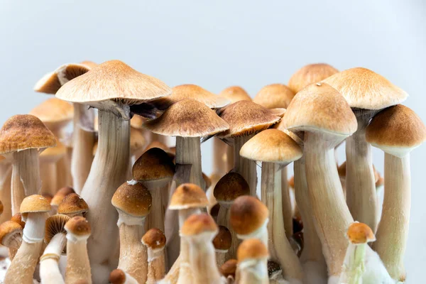 Guldlärare Psilocybe Cubensis Psykedelisk Och Hallucinogen — Stockfoto