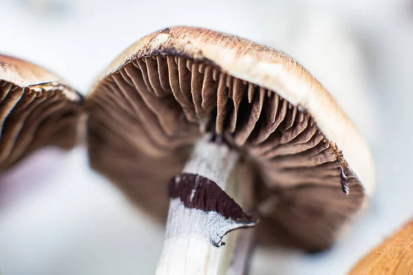 Anbau Von Halluzinogenen Pilzen Psilocybin Cubensis — Stockfoto