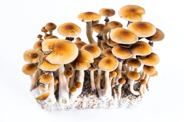 Psilocibe Cubensis Growing Psychedelic Mushrooms — Stock Photo, Image