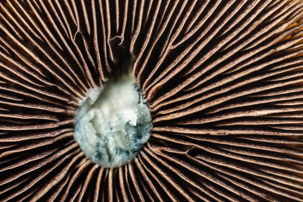 Sporen Halluzinogene Lamellare Pilze Psilocybe Cubensis Hintergründe — Stockfoto