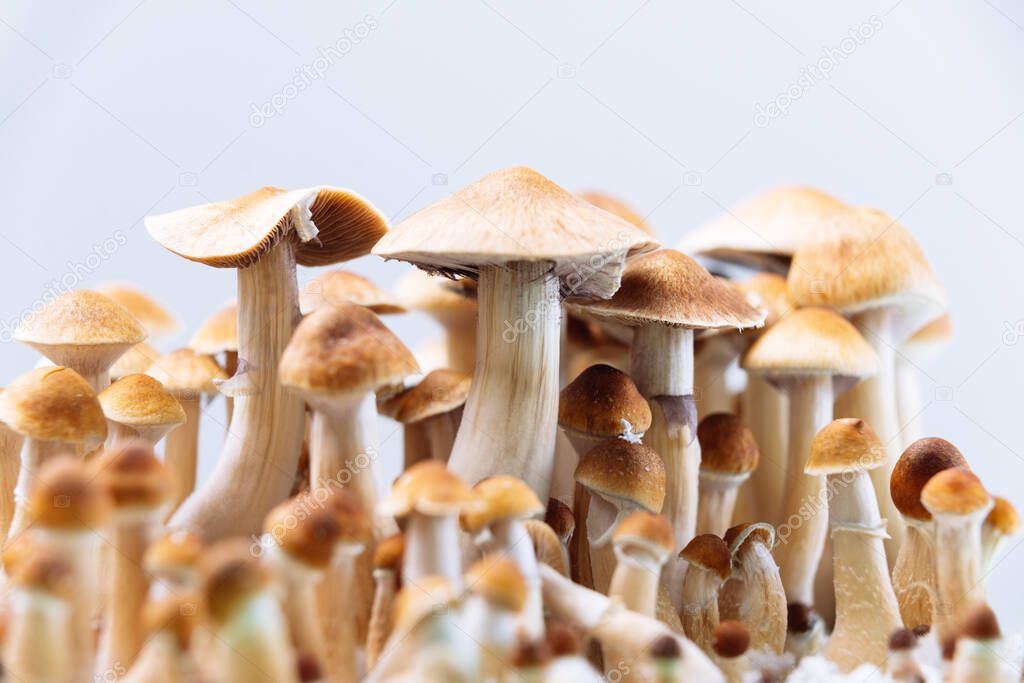 cultivation of Psilocybin mushrooms, hallucinogenic mushrooms in medicine, legalization