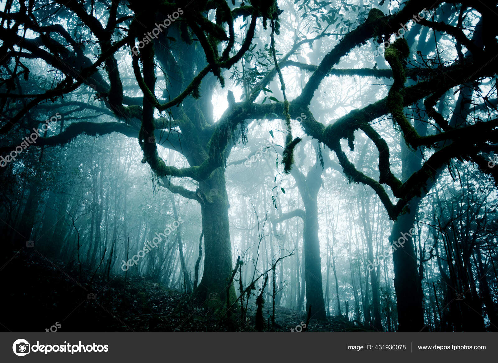 Dunkler Geheimnisvoller Wald Bei Nacht Nebel – Stockfoto © Yarygin  #431930078, image size:1600x1168
