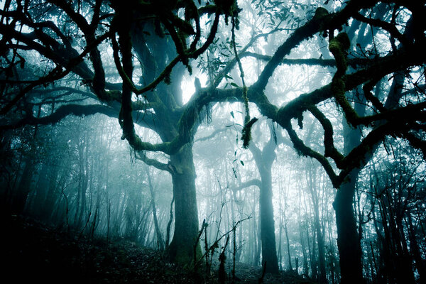 Dark mysterious forest in fog at night,