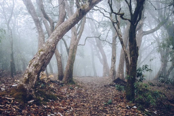 Trekking All Aperto Foresta Nebbiosa Montagna — Foto Stock