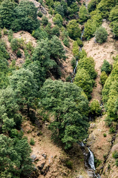 Trees Steep Mountainside Stream — Stock Photo, Image