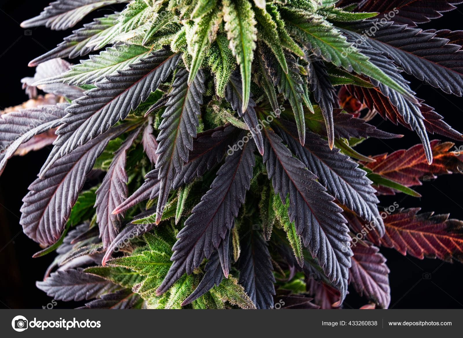 医疗大麻农场大叶杂草 图库照片 C Yarygin 医疗大麻农场大叶杂草 图库照片 C Yarygin
