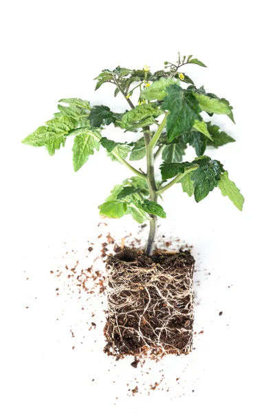 Răsaduri Plante Sistem Rădăcină — Fotografie, imagine de stoc