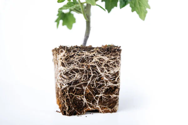Přesazování Rostlin Sazenicemi Kořenovým Systémem — Stock fotografie