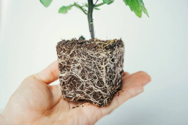 Trasplantar Plantas Con Plántulas Con Sistema Radicular — Foto de Stock